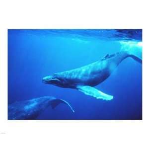   Humpback whales in the singing position  10 x 8  Poster Print Home