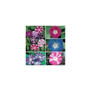  Morning Glory Seed Tape Collection Seeds Patio, Lawn 