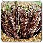 Organic Dragon Langerie Bush Bean Seeds, 1 Packet