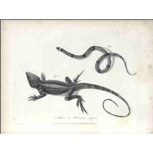  Reprint Snake and Muricated Lizard 1790