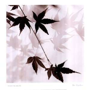  Japanese Maple Leaves No. 1   Poster by Alan Blaustein 