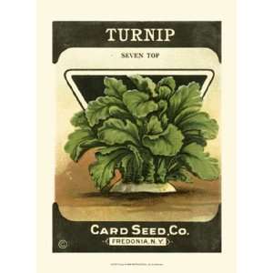  Turnip by Unknown 10x13