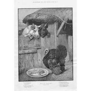  Food For Reflection Antique Print Christmas Turkey