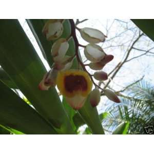  Alpinia zerumbet   EXOTIC Shell Ginger 50 seeds Patio 