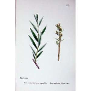  Botany Plants C1902 Rosemary Leaved Willow Salix Colour 