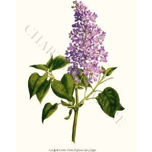  Botanical Prints Lilac