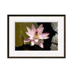  Water Lily Raleigh North Carolina Framed Giclee Print 