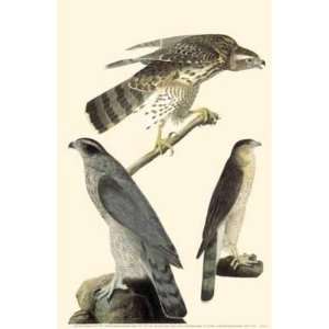  John Woodhouse Audubon   Northern Goshawk Canvas