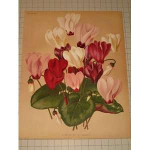    1879 Color Litho of A Group of Cyclamens (Flowers) 