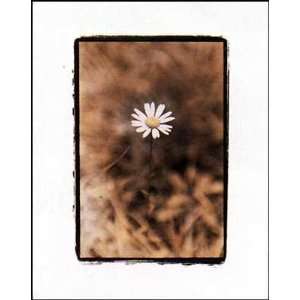  Wildflower II Poster Print