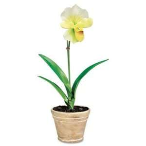   Lady Slipper in a Terra Cotta Pot, 18 Overall Height