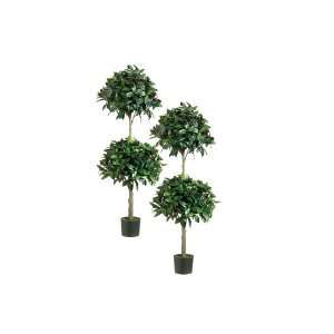  Two 4 Double Ball shaped Olive Topiary in Pot Two Tone 