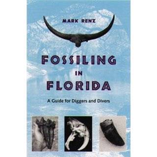 Hunting Fossil Shark Teeth In Venice, Florida The Complete Guide On 