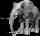 Elephants animal graphics