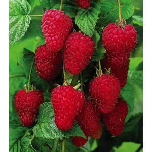    Heritage Raspberries By Collections Etc Patio, Lawn & Garden