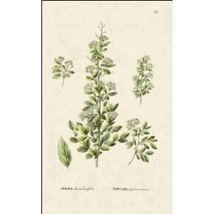  Reprint Spirea chamaedrifolia 1784 1788