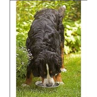  Mountain Dog   feeding from bowl in garden from Ardea Wildlife Pets