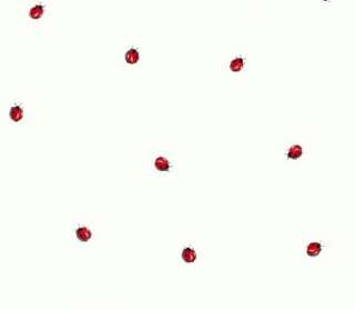 Wallpaper Lady Bug Bugs on White  
