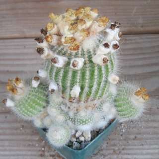 Notocactus scopa murielii Fuzz Ball Clumping Cactus 63  