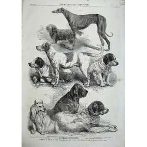  1863 Prize Winners Dog Show Islington Terrier Spaniel 