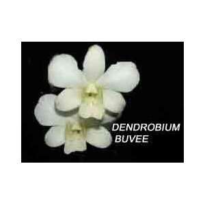 Dendrobium Buvee  Grocery & Gourmet Food