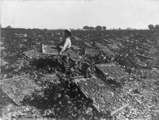 1901 Raisin drying racks in a vineyard PHOTO  