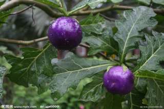 Purple Tomato seeds, fruit, vegetable, 30pcs  