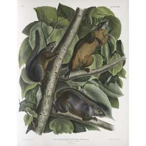     32 x 42 inches   Sciurus feruginiventris, Red b