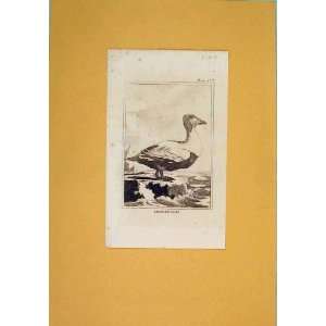  Eider Goose Geese C1812 Duck Birds Antique Print Art