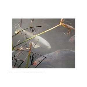  Susan Friedman White Coy 1 16x13 Poster Print