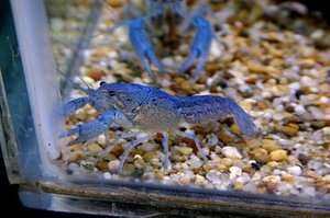   Electric Blue Procambarus Alleni Crayfish Moss Feeder Aquarium Plants