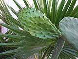 Opuntia Prickly Pear Cactus Cuttings EASY Security 1pad  