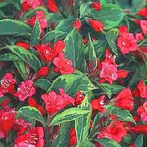  WEIGELA FRENCH LACE / 2 gallon Potted Patio, Lawn 
