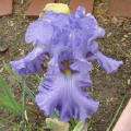   Ruffled violet blue. B white. Great stalks, multiple blooms, fragrant