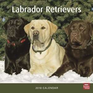  Labrador Retrievers 2010 Wall Calendar