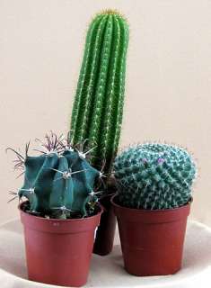 Instant Cactus Collection 5 Different Plants 3 pots  