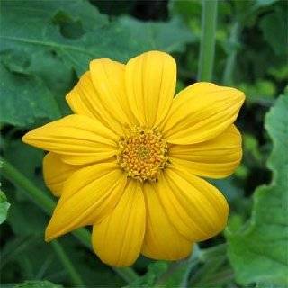 Mexican Sunflower Torch Seeds   500 mg   Annual Patio 