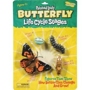 Butterfly Life Cycle Stages