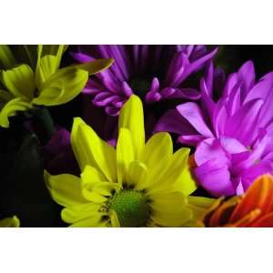  Yellow and Purple Daisy Flowers Unwrapped Flower 