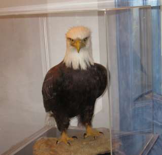AMERICAN BALD EAGLE ONE OF KIND IN WORLD MUSEUM QUALITY  