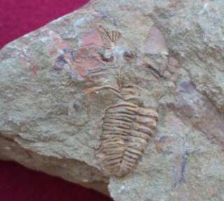 EXCEL PERFECT INCOMPLETE ORMATHOPS + CRINOID FOSSIL TRILOBITE.MOROCCO 