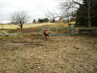 Quater Horse Mix in Sachsen Anhalt   Ballenstedt  Pferde & Zubehör 