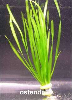 Glattblättrige Wasserschraube / Vallisneria spiralis  