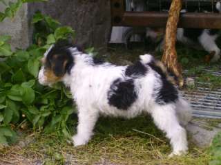 Foxterrier Welpen in Bayern   Weigenheim  Hunde & Zubehör   