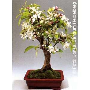 Tropica   Bonsai   Zierapfel (Malus Silvestris)   30 Samen  