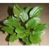 Javafarn Mutterpflanze XXL 30 40 cm, für Ihr  Haustier