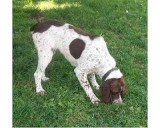 Cane da tartufi a Alba    Annunci