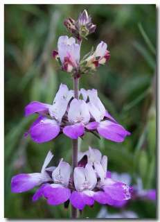 COLLINSIA BICOLOR CHINESE HOUSES ANNUAL 100 SEEDS  
