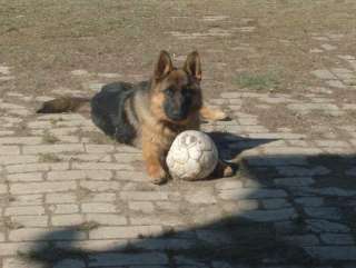 Cuccioli di pastore tedesco a Fermo    Annunci