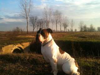 American Bulldog Johnson Disponibile per a Pavia    Annunci